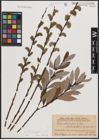 Foto von Salix daphnoides Vill. x Salix purpurea L.
